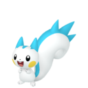 Pachirisu (Femelle)